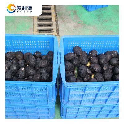 500 kg/h Línea de extracción de aceite de aguacate prensada en frío con máquina de extracción por centrifugadora